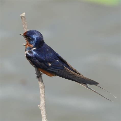 家燕子|家燕 Barn Swallow (Hirundo rustica) 